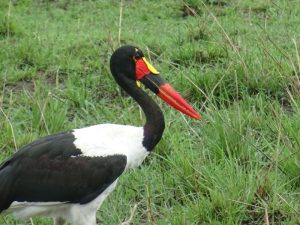 zadelbekooievaar Tanzania