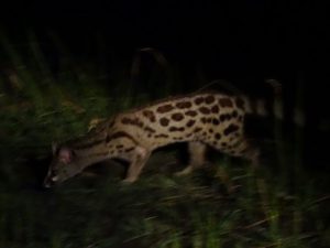 genetkat safari Katavi