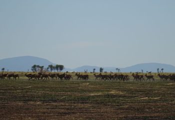 Usangu Wetlands ©All for Nature Travel