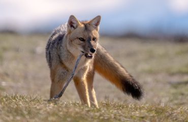 Patagonian Fox