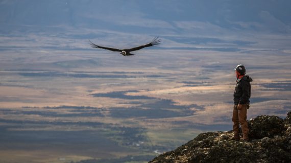 condor Torres del Paine