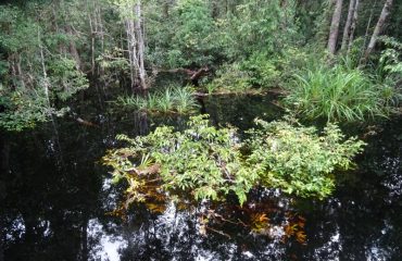 Tanjung Puting NP ©All for Nature Travel