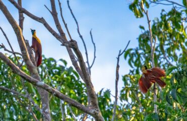 paradijsvogels ©dhr Bakker