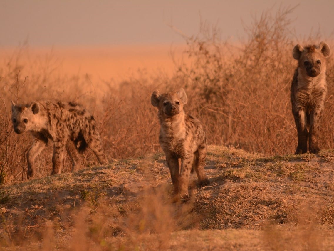 Hyena welpen Liuwa Plain  ©AllforNature