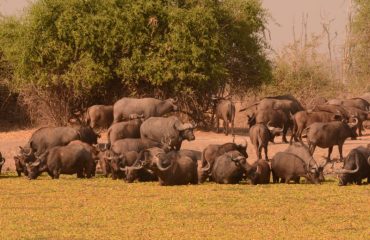 kaapse buffel south luangwa ©All for Nature Travel