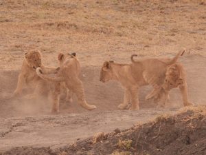 Zambia, zambia reis, zambia safari, leeuw, hyena, wilde hond, luipaard