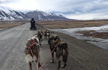 dog sledding Svalbard zomer © All for Nature Travel