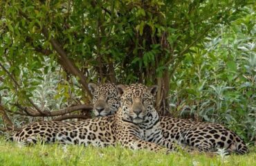 jaguar_Pantanal @KiekeMaarschalkerwaard