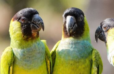 ara_Pantanal_@KiekeMaarschalkerwaard