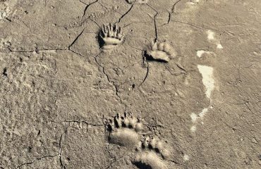 bear tracks  ©Aukje van Gerven, All for Nature