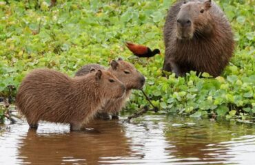 capibara_Pantanal @KiekeMaarschalkerwaard
