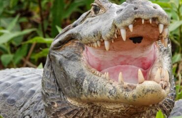 krokodil_Pantanal @KiekeMaarschalkerwaard