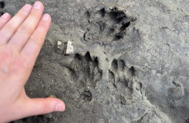 otter tracks  ©Aukje van Gerven, All for Nature