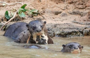 giant otter_Pantanal @KiekeMaarschalkerwaard