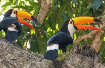 toekan_Pantanal @KiekeMaarschalkerwaard