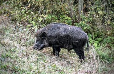 wild boar from bunea hide ©Aukje van Gerven, All for Nature