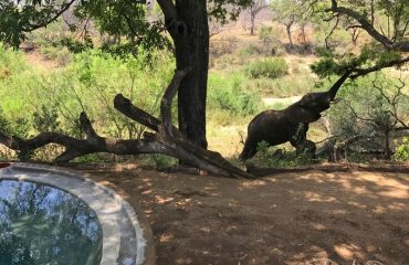 Makalali Jobs Halt zwembad met olifant