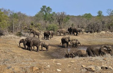 olifanten waterhole Makalali