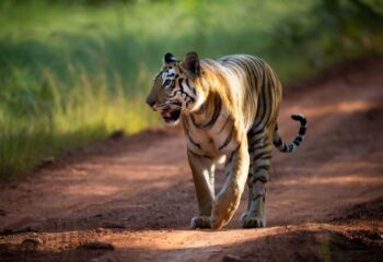 Tijger Tadoba met dank aan Mevr Sassen_16bij9
