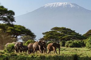 olifanten bij Kilimanjaro