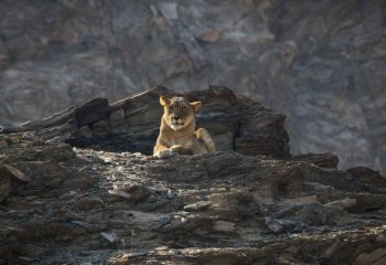 woestijnleeuw Namibië