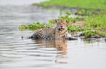 jaguar met dank aan Dhr. Verburg