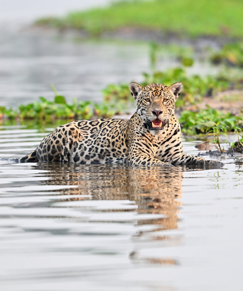 jaguar met dank aan Dhr. Verburg