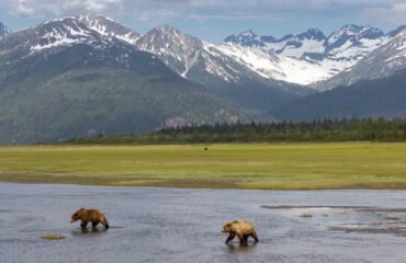 Beren bij Alaska Bear Camp