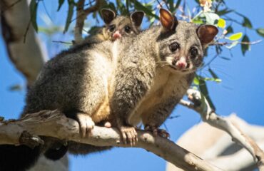 Boomkangoeroe ©bruce senst