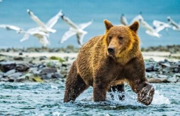 Grizzly in Lake Clark NP ©Ralph Lee Hopkins