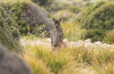 Australia kangaroo ©matt_meyer