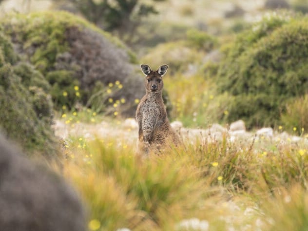 Australia kangaroo ©matt_meyer
