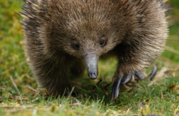 Echidna ©Sean-McCafferty