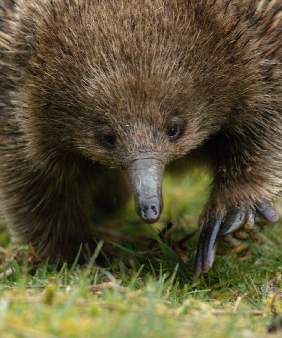 Echidna ©Sean-McCafferty