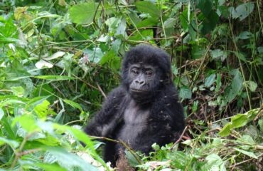 baby gorilla bwindi ©All for Nature Travel