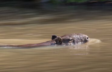 capibara in het water ©Pantanal rivercruise BNT