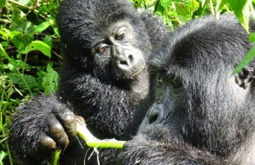 gorilla moeder en dochter  Bwindi ©All for Nature Travel