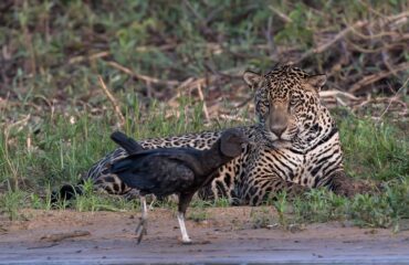 jaguar ©Pantanal rivercruise BNT