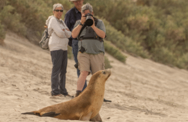 zeeleeuw op het strand