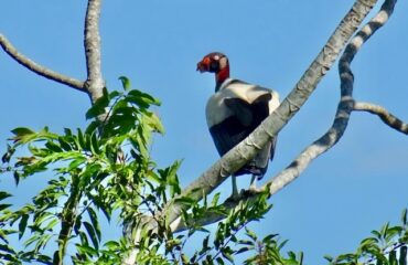 vogel_pantanal