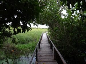 Op safari in de Pantanal