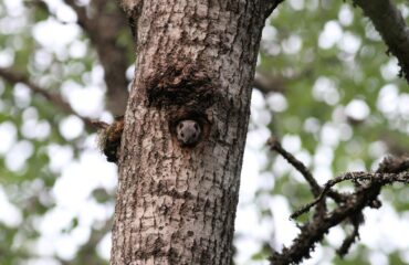Sib Fl Squirrel ©Jan Kelchtermans
