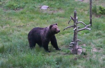 bear alert ©All for Nature Travel