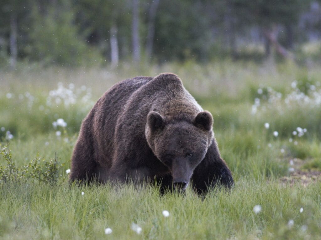 Wildlife finland, reis finland, schuilhut veelvraat, schuilhut beer wolf