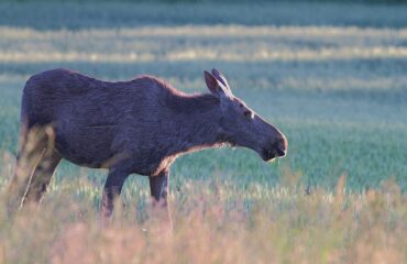 eland ©Jan Kelchtermans