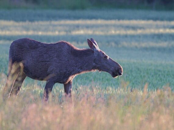 eland ©Jan Kelchtermans