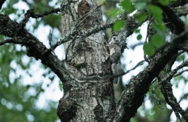 flying squirl Nuuksio ©Jan Kelchtermans