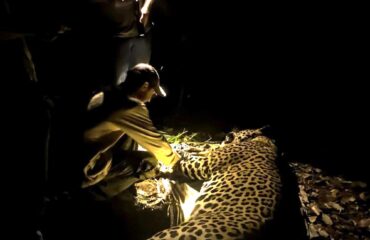 jaguar collaring ©Barranco Alto