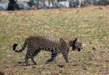 jaguar met collar met dank aan Noel van Bemmel