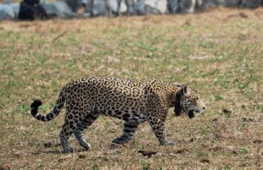 jaguar met collar Noel van Bemmel